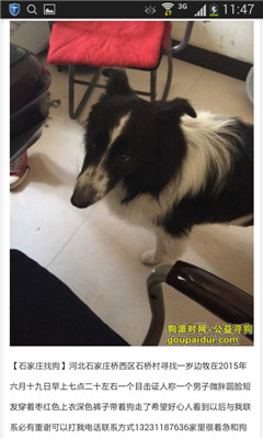 寻狗启示app下载|寻狗启示(免费发布平台) 安卓