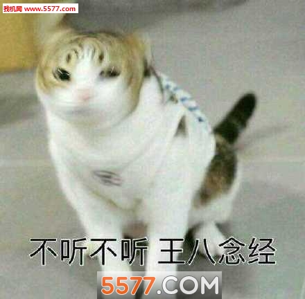 不听不听王八念经图片表情包