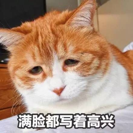 丧气黄猫日表情包手机版