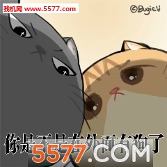 在外面有猫了大全死热图片表情包的表情图片