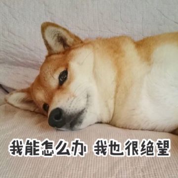 柴犬带字图片表情包