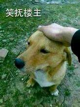 轻抚楼上狗头gif表情包