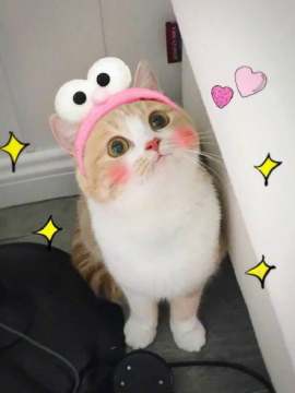 bobi小萌猫表情包全套