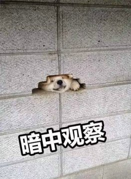 二狗在暗中观察表情包