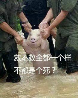 台风猪表情包下载-台风猪坚强图片_5577安卓网