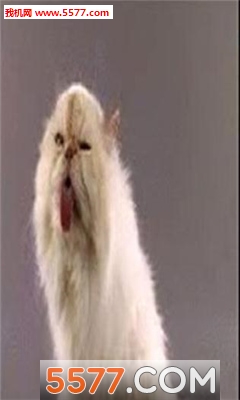Screen Licking Cat(èֽ̬)ͼ2