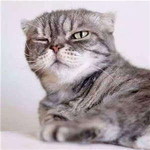 抖音最近很火的猫图,抖音很火的霸气猫图片 抖音很火的霸气猫表情包