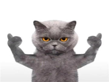 抖音猫咪表情包图片大全