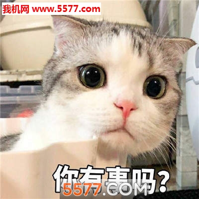 抖音最火猫咪表情包高清版