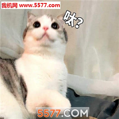抖音最火猫咪表情包高清版