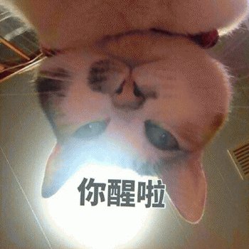 猫咪叫你起床图片