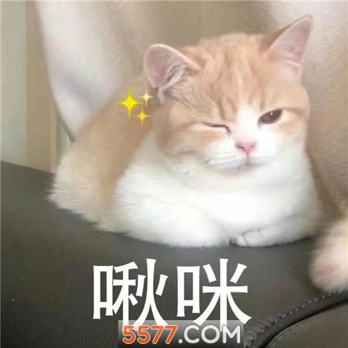 抖音小猫咪能有什么坏心眼呢表情包下载-小猫咪能有坏