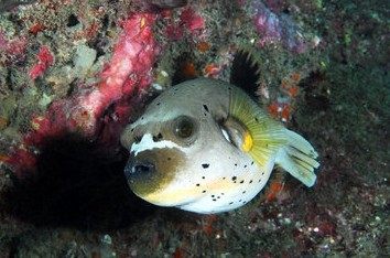 blackspotted puffer(arothronnigropunctatus)黑斑叉鼻鲀(游戏中的