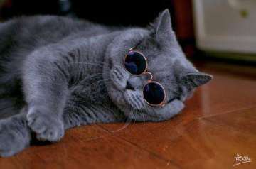 抖音很火的霸气猫表情包